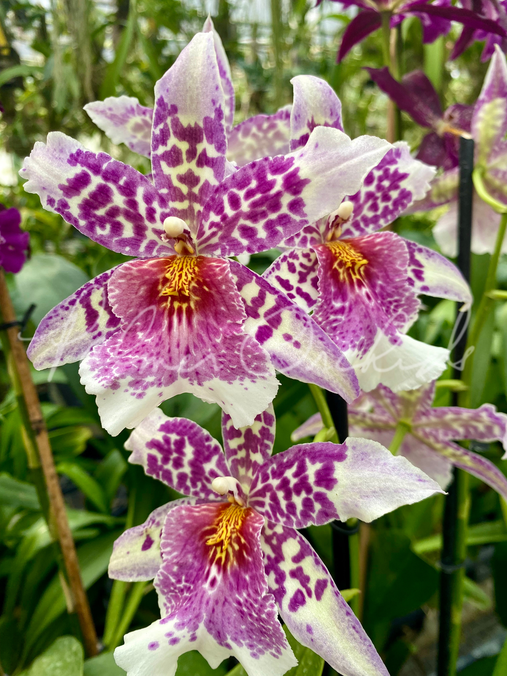 Shk. Big Shot 'Pink Leopard' — Palmer Orchids
